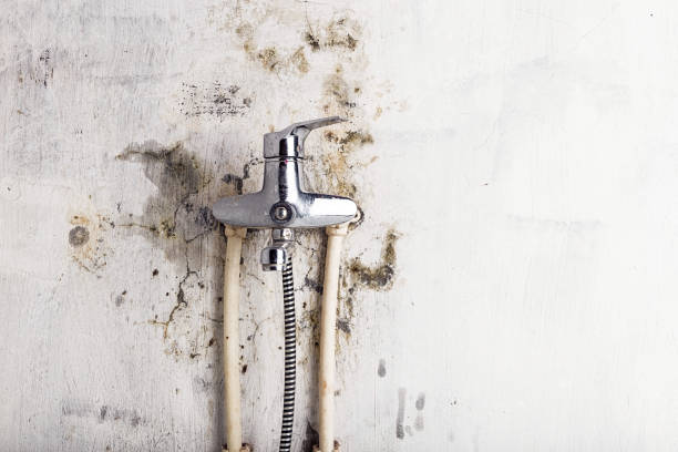 Best Mold Removal Near Me  in Leonardo, NJ