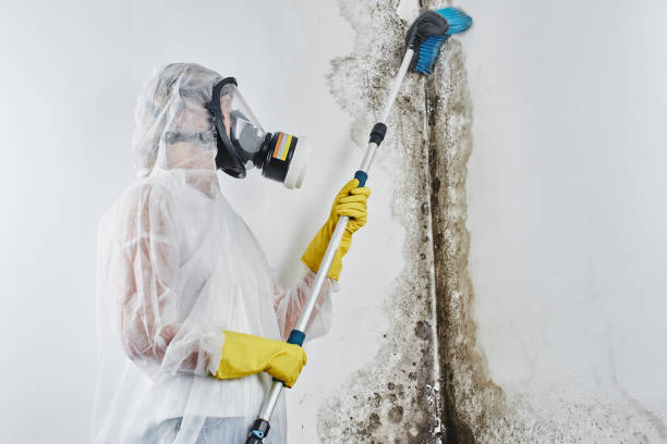 Best Home Mold Removal  in Leonardo, NJ