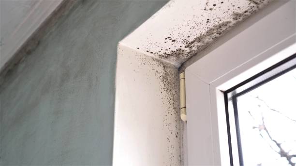 Best Toxic Mold Removal  in Leonardo, NJ
