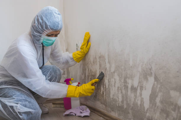 Best Commercial Mold Removal  in Leonardo, NJ