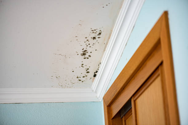 Best Mold Removal Process  in Leonardo, NJ