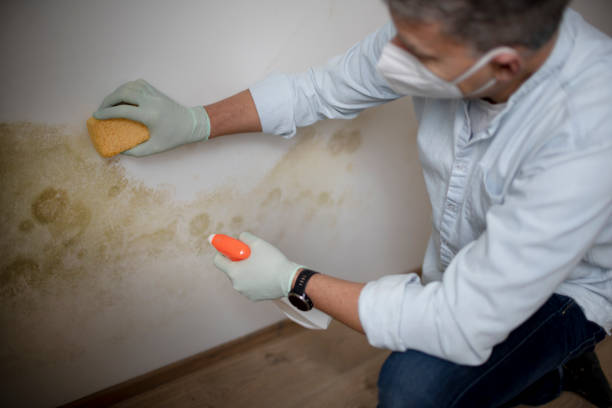 Best Mold Remediation  in Leonardo, NJ