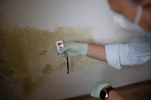 Trusted Leonardo, NJ Mold Removal Experts