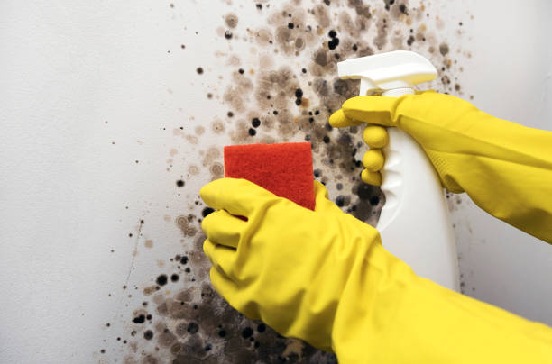Certified Mold Removal in Leonardo, NJ