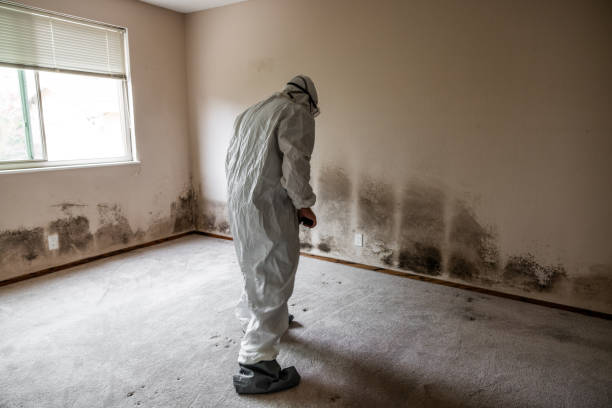Best Attic Mold Removal  in Leonardo, NJ
