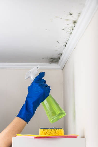 Best Same-Day Mold Removal  in Leonardo, NJ